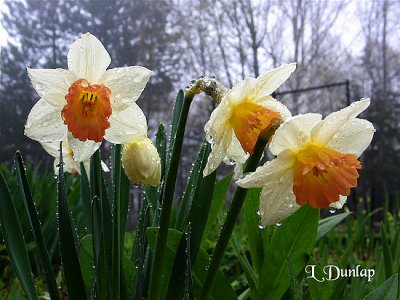 Foggy Day Daffodils