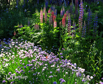 Chives And Lupine
