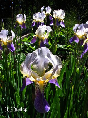 Iris Patch