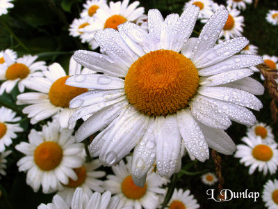 Dewy Daisies