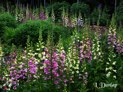 Our Foxglove Garden