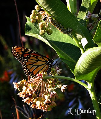 Monarch Butterfly And Caterpillar On Milkweed