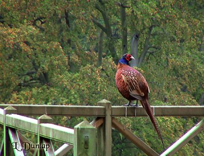 Pheasant On The Fence