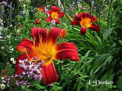 Daylilies And Oregano