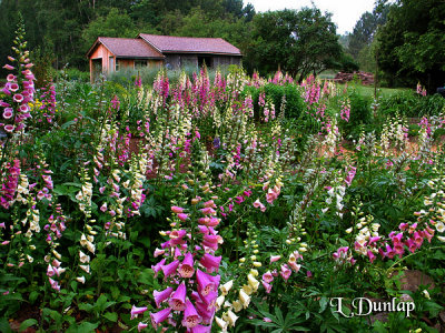 Foxglove Field With Shed