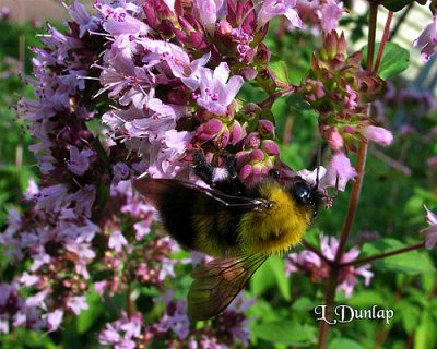 Bumble Bee On Oregano