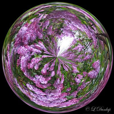 Garden Lilacs