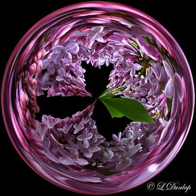 Lilacs 5