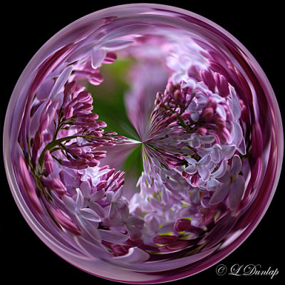 Lilacs 2