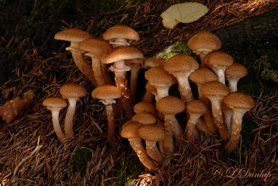 Fall Mushrooms at Shovel Point