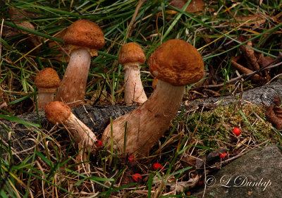 Campsite One Mushrooms, With Mountain Ash Berries