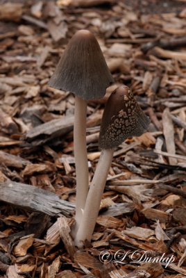 Capped Mushroom