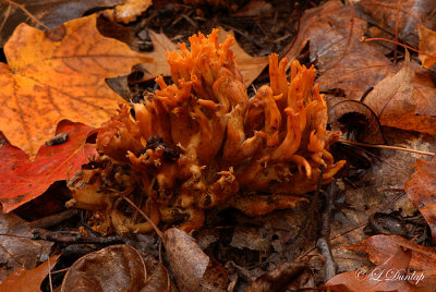 Creekside Coral  Fungus One