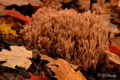 Creekside Coral Fungus Two
