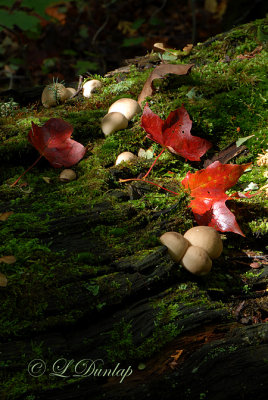 Mossy Autumn Log With Puffballs