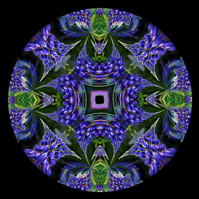 16-B - Blue Lupine Kaleidoscope