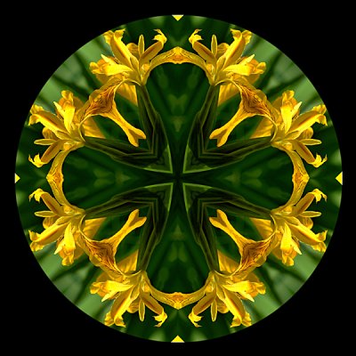 231 Yellow Iris Kaleidoscope