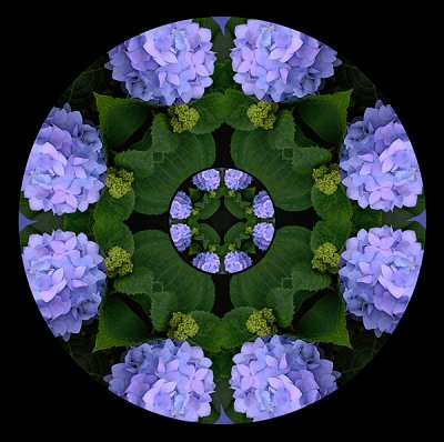 330 Hydrangea Kaleidoscope