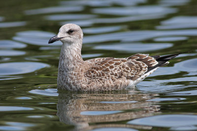 Geelpootmeeuw / Yellow-legged Gull