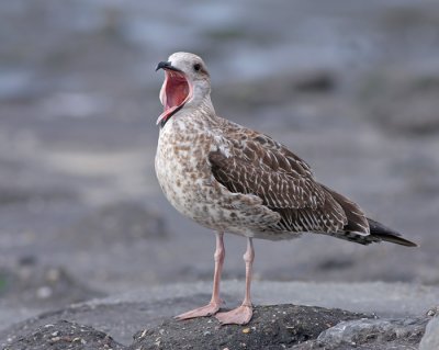 Geelpootmeeuw / Yellow-legged Gull