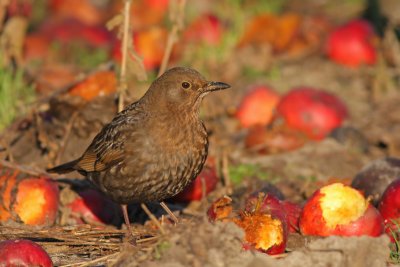 Merel / Blackbird