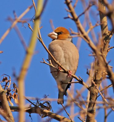 Appelvink / Hawfinch