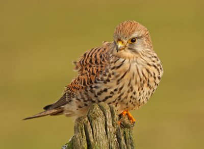 Torenvalk / Kestrel