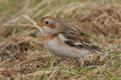 Sneeuwgors / Snow Bunting