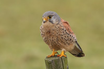 Torenvalk / Kestrel