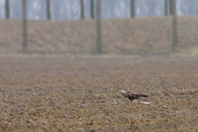 Ruigpootbuizerd / Rough-legged Buzzard