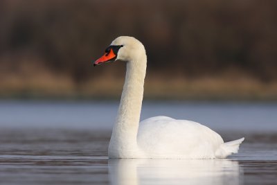 Knobbelzwaan / Mute Swan