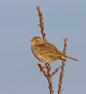 Graspieper / Meadow Pipit