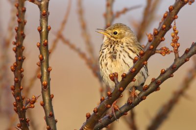 Graspieper / Meadow Pipit