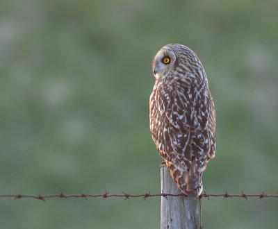 Velduil / Short-eared Owl