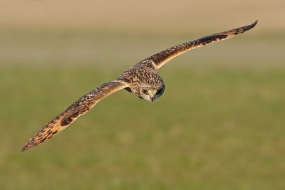 Velduil / Short-eared Owl