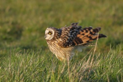 Velduil / Short-eared Owl