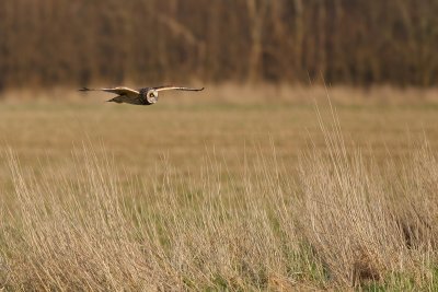 Velduil / Short-eared Owl