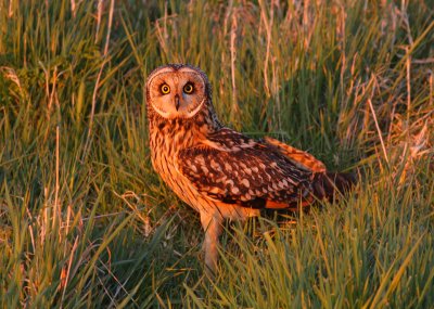 Velduil / Short-eared Owl