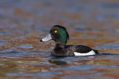 Kuifeend / Tufted Duck