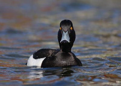 Kuifeend / Tufted Duck