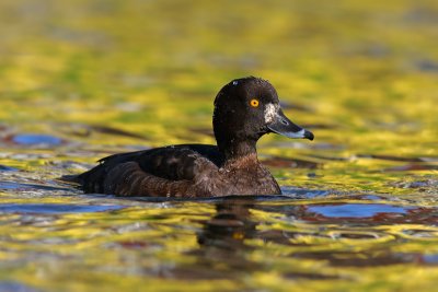 Kuifeend / Tufted Duck