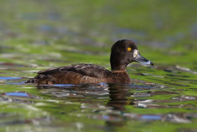 Kuifeend / Tufted Duck