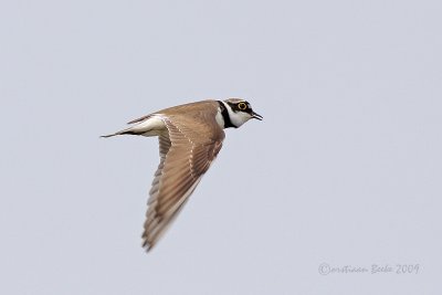 Kleine Plevier / Little Ringed Plover
