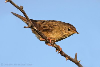 Sprinkhaanzanger / Grasshopper Warbler