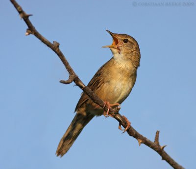 Sprinkhaanzanger / Grasshopper Warbler