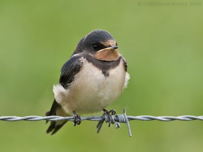 Boerenzwaluw / Barn Swallow