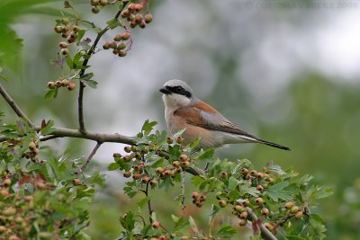 Grauwe Klauwier / Red-backed Shrike