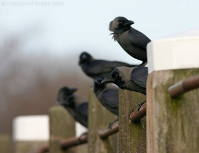 House Crow