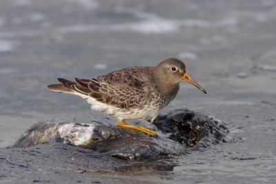 Paarse Strandloper / Purple Sandpiper