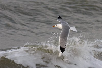 Geelpootmeeuw / Yellow-legged Gull
